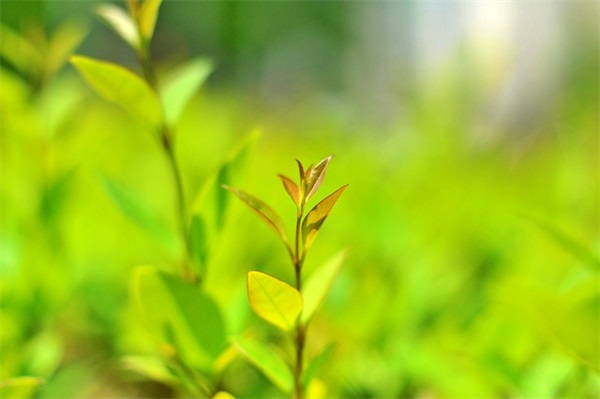 关于感恩感谢的句子36条