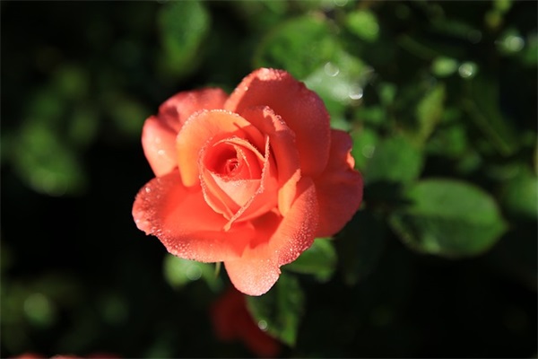 对女朋友说的话