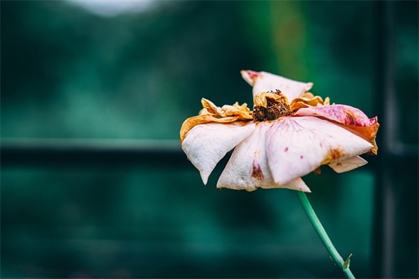 收到礼物惊喜心情句子200句