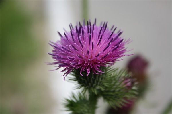 茶禅静心句子 茶禅静心句子十六字令(精选81句)