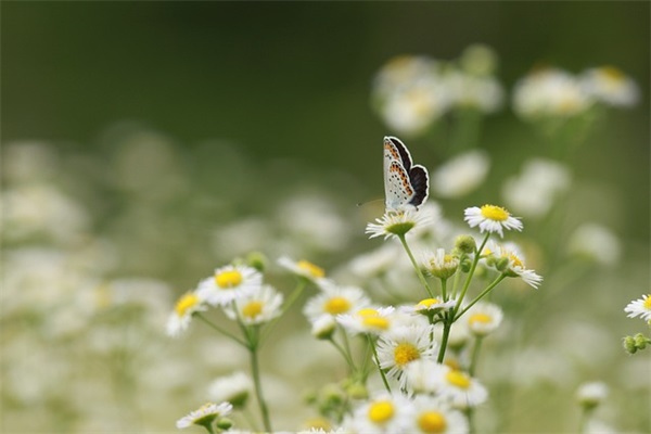 幽默夸女孩子漂亮的句子精选