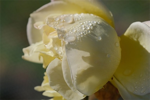 最新对已逝亲人思念的句子