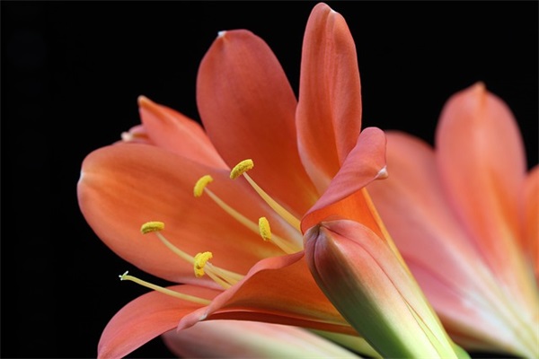 杨绛关于爱情的经典语录-58句