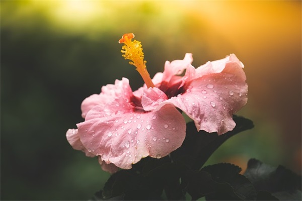 美丽的心情句子(精选72句)