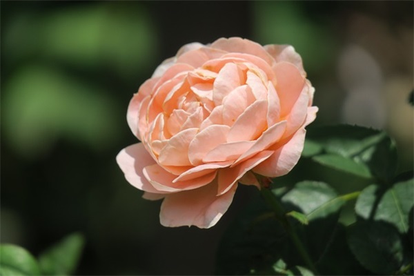 2026劳动节朋友圈励志句子说说(精选62句)