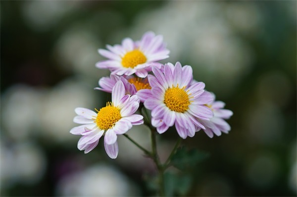 为病人祈祷的句子 祈祷病人早日康复的句子