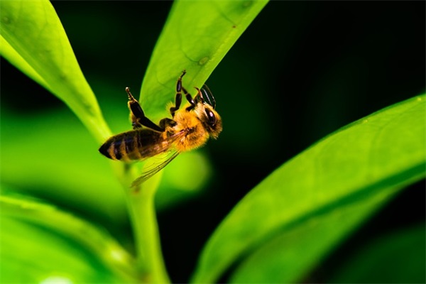 妈妈对孩子小学毕业寄语-50句
