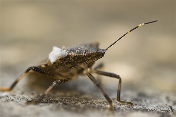 女人四十岁生日寄语致自己-52句