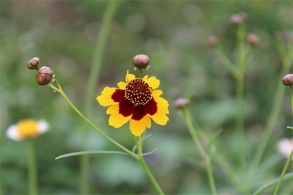 给女友的生日寄语-50句