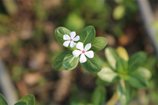 虎年学生寄语-54句