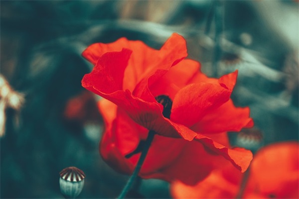 小学精彩毕业寄语-53句