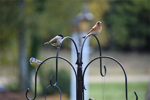 新年礼物寄语一句话-55句