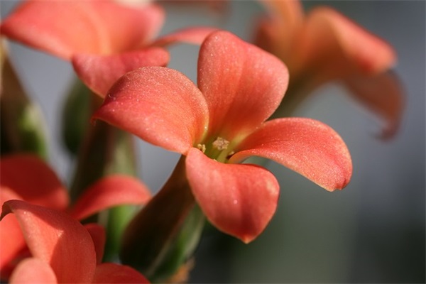 新学期寄语 一年级-50句