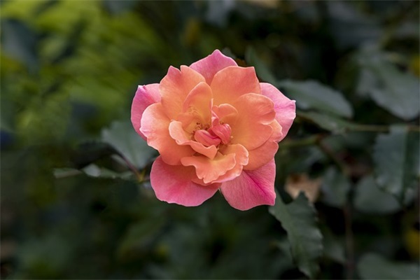 (原创)高中毕业典礼班主任寄语-63句