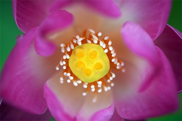 小孩成长手册家长寄语怎么写-52句