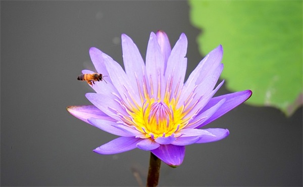 三年级家长寄语怎么写最简单-51句