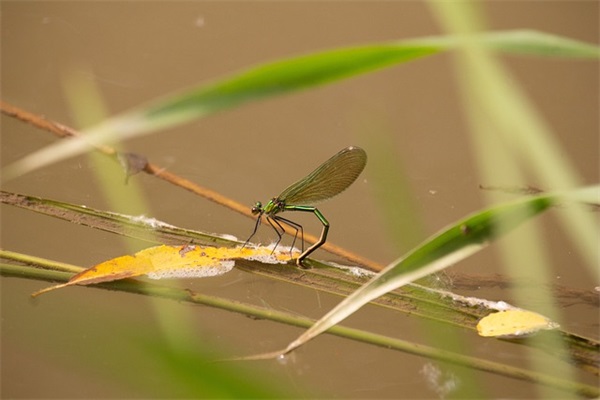 祝小学生的寄语-57句