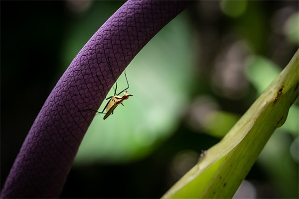 幼儿园小朋友心愿寄语简短的-52句