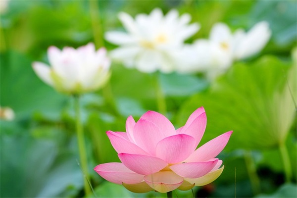 高三的鼓励寄语-52句