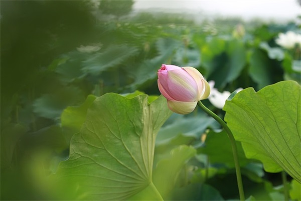 同学寄语毕业赠言-53句