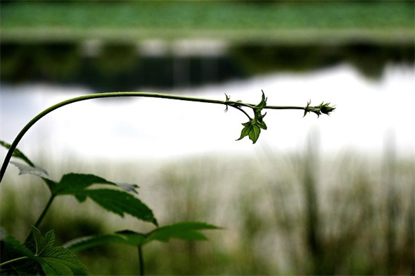 高三鼓励寄语-53句
