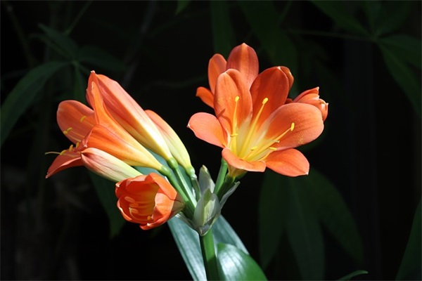 毕业留言家长寄语怎么写-35句