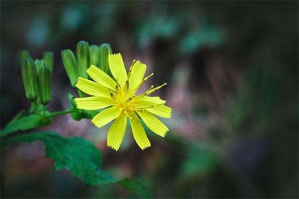 高三的寄语-50句