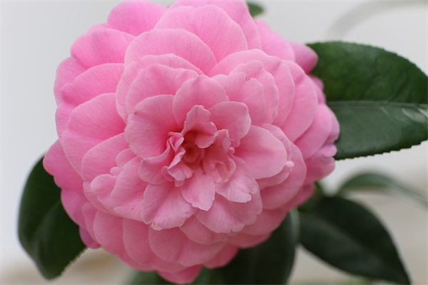 女儿和妈妈一天生日寄语-37句