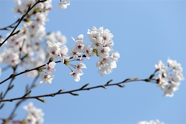 父母对孩子小学毕业的成长寄语-29句