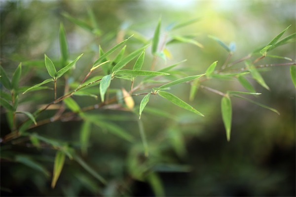 毕业寄语大学生简短八字-57句