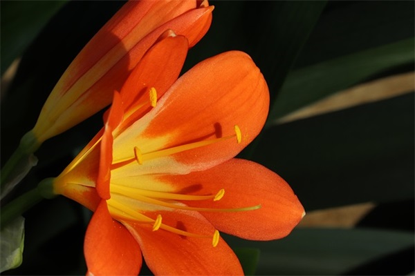 小学生期末寄语自评-20句