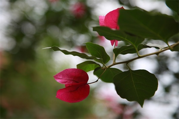 闺蜜寄语短句古风-52句