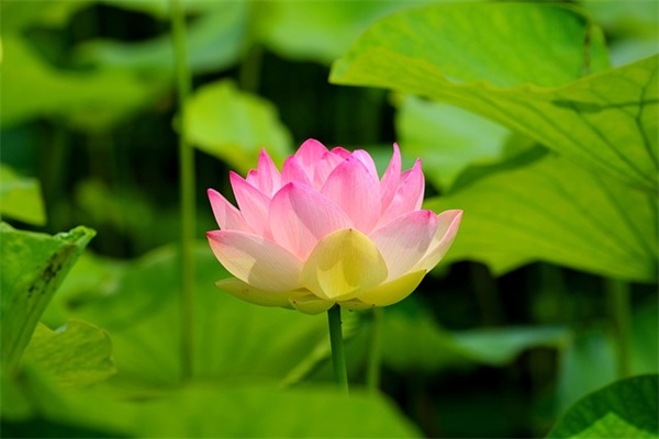 三年级家长给孩子的寄语怎么写-28句