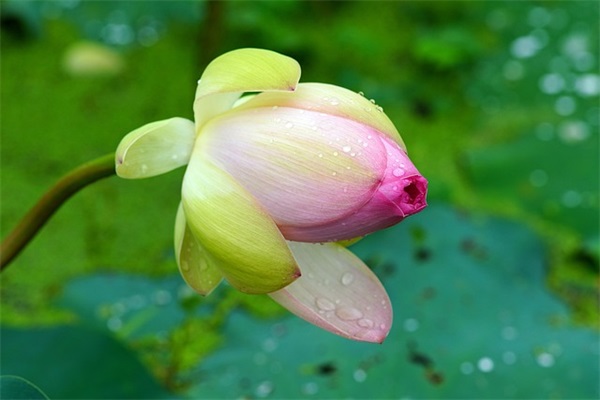 给学生小学毕业寄语-31句