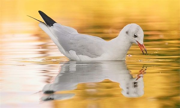 描写春天的山明朗润泽的句子(描写春天青山的古诗)