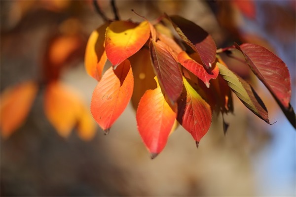 孩子感谢老师最朴实的句子(孩子成绩提高感谢老师的句子)