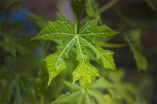 有关爱情的句子浪漫的 虎年情人节情话大全浪漫情话