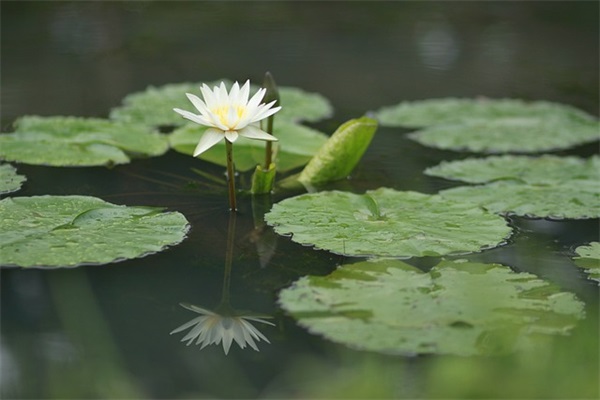 爱情承诺句子71句