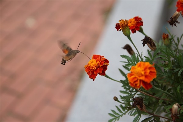 简单快乐的心态句子幽默
