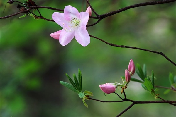 甜蜜的网名大全(62个)