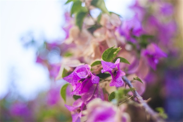 关于火龙果的有趣网名(精选113个)