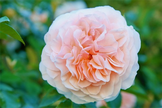 两字网名女生2026