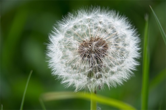 仙女味的猫般配的网名