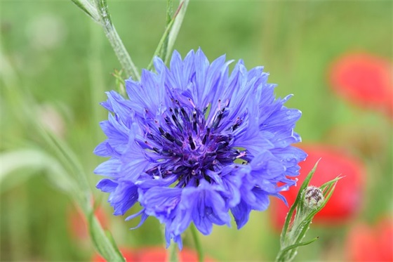 警醒人类保护环境的优美句子