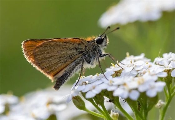 叶非夜句子 叶非夜爱情句子