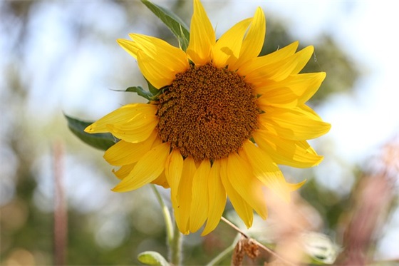 爱国精神的句子 爱国精神句子