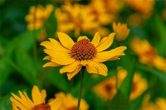 温柔干净无关爱情的句子 想娶你的句子简短