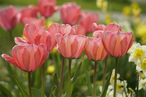 春天的句子摘抄 描写春天的优美短句