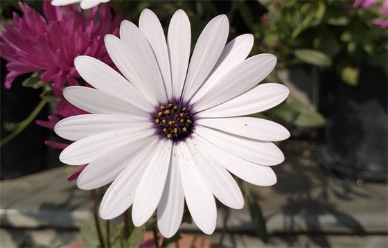 关于很幸福的句子 关于幸福的好句好段