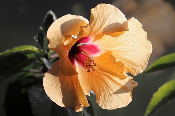 一身傲骨不认输的句子 致自己一段话霸气高冷的话